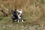 BOULEDOGUE FRANCAIS 220